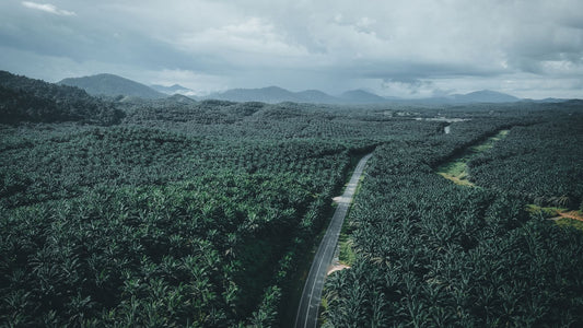 An aerial view of a road through palm plantations in Chukai, Malaysia.