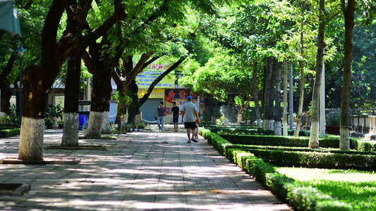 A pedestrian path shaded by green trees in a park.