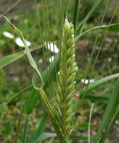 Barley