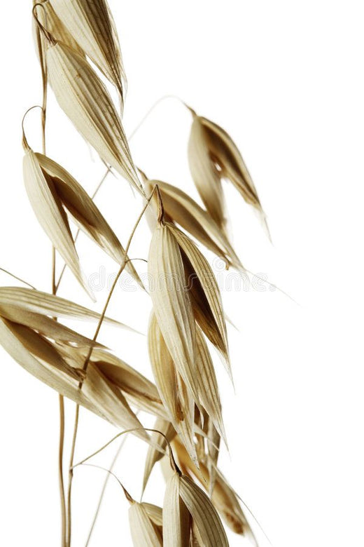Oat