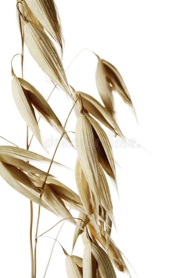 Oat